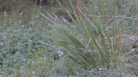 Australian Wilderness in Queensland Stock Footage 86665092
