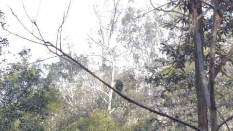 Australian Wilderness in Queensland Stock Footage 86665093
