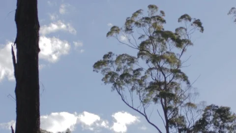 Australian Wilderness in Queensland Stock Footage 86665095