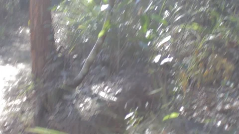 Australian Wilderness in Queensland Stock Footage 86665096
