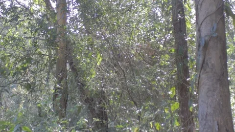 Australian Wilderness in Queensland Stock Footage 86665097