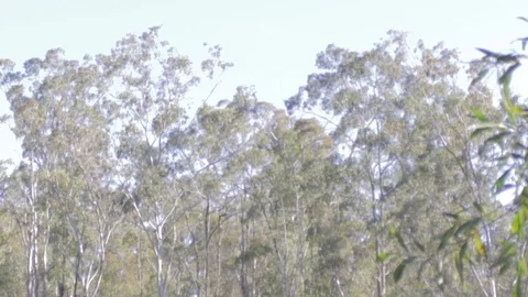 Australian Wilderness in Queensland Stock Footage 86665104