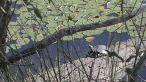 Australian Wilderness in Queensland Stock Footage 86665114