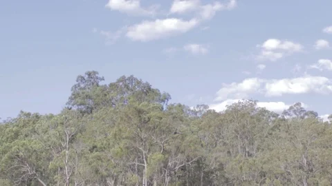 Australian Wilderness in Queensland Stock Footage 86665121
