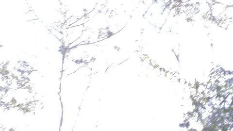 Australian Wilderness in Queensland Stock Footage 86665126