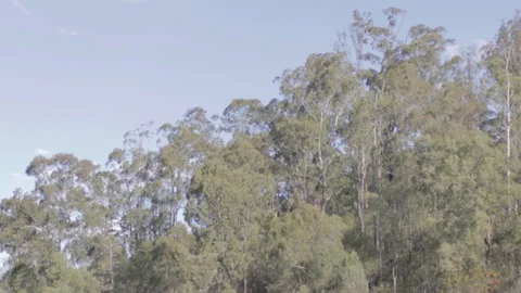 Australian Wilderness in Queensland Stock Footage 86665129