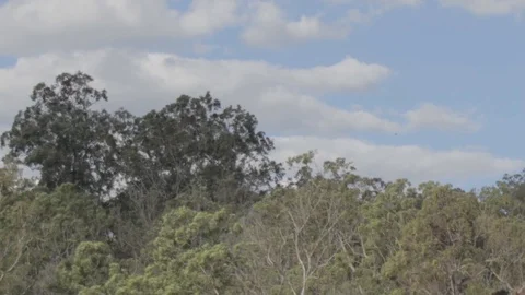 Australian Wilderness in Queensland Stock Footage 86665140