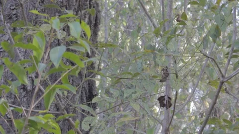 Australian Wilderness in Queensland Stock Footage 86665143