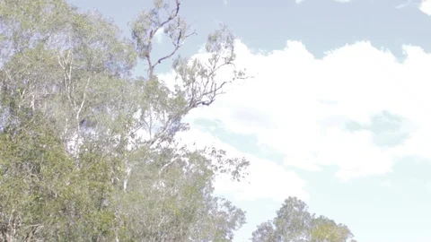 Australian Wilderness in Queensland Stock Footage 86665149
