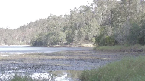 Australian Wilderness in Queensland Stock Footage 86665152