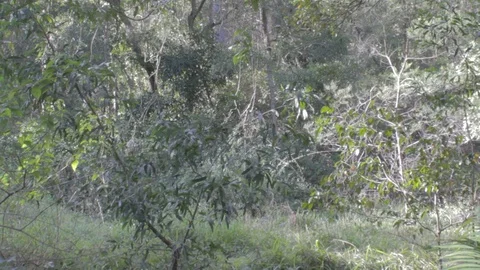 Australian Wilderness in Queensland Stock Footage 86665153
