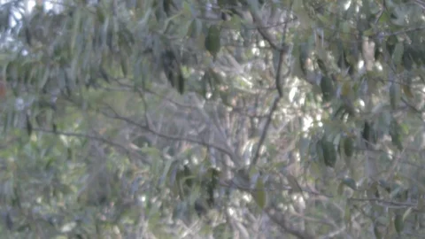 Australian Wilderness in Queensland Stock Footage 86665157