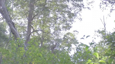 Australian Wilderness in Queensland Stock Footage 86665160