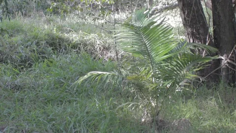 Australian Wilderness in Queensland Stock Footage 86665163