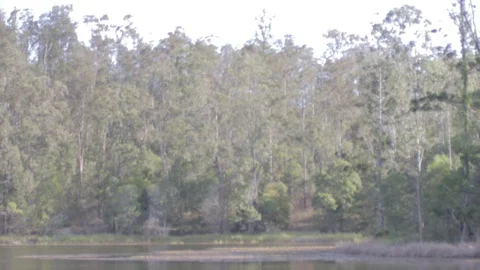 Australian Wilderness in Queensland Stock Footage 86665179