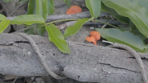 Australian Wilderness in Queensland Stock Footage 86665185