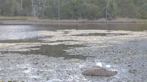 Australian Wilderness in Queensland Stock Footage 86665203