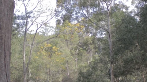 Australian Wilderness in Queensland Stock Footage 86665240