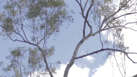 Australian Wilderness in Queensland Stock Footage 86665258