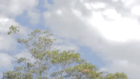 Australian Wilderness in Queensland Stock Footage 86665286