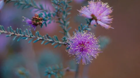 Australian Wildflower - Purple Melaleuca Flowers Stock Footage