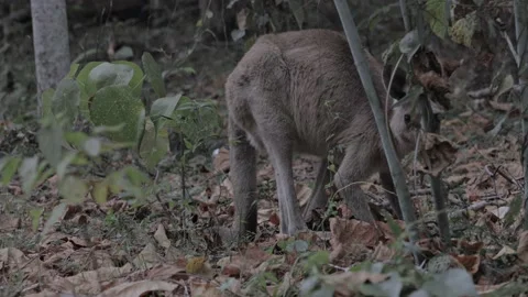 Australian wildlife bush outback kangaroo  Stock Footage 144655053