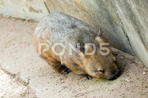 Australian wombat Stock Photos