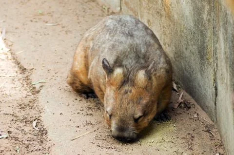 Australian wombat Stockfoto's