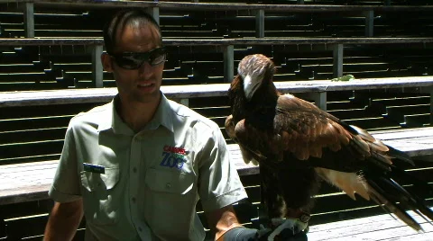 Australians wedge tail eagle  Stock Footage 332295