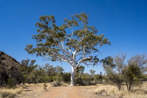 Australia's largest Ghost Gum tree 스톡 사진