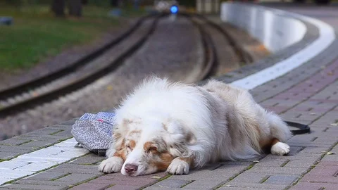 Australlian shepherd dog on platform Stock Footage 97864490