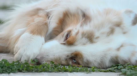 Australlian shepherd Stock Footage 67751473