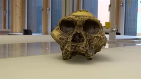 Australopithecus africanus model skull in a biological laboratory Stock Footage 101435170