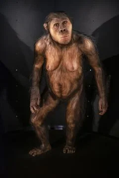 Australopithecus africanus, Museo de la evolucin humana,  MEH, Burgos , Spain Stock Photos