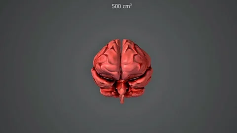 Australopithecus brain size Stock Footage 330662081