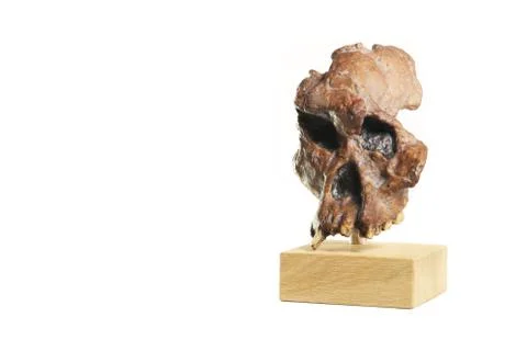 Australopithecus fossil on white background Stock Photos