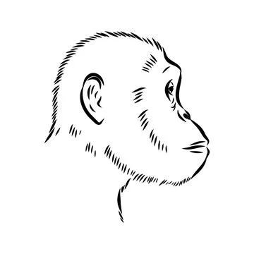 Australopithecus, vector sketchl. Graphic sketch. Vector Stock Illustration