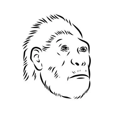 Australopithecus, vector sketchl. Graphic sketch. Vector Illustrazione stock