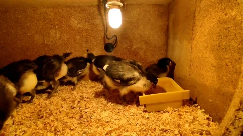 Australorp Chicks are feeding in a brooder 動画素材 163608034