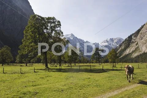 Austria, Karwendel, Pasture land, cow on path Stock Photos