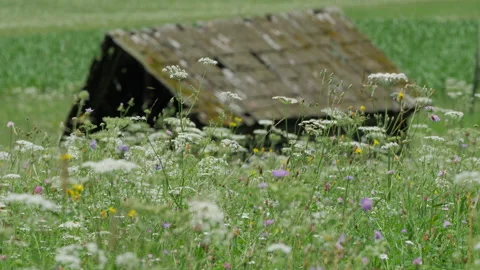 Austria mountain meadow scene Video stock 201222178