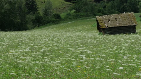 Austria mountain meadow scene Stock Footage 201222423