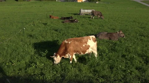 Austria mountain valley cows grazing 4K 057 Видео 45380033