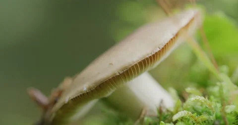 Austria - Mushroom magic Stock Footage 211797392