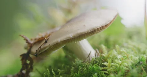 Austria - Mushroom magic Stock Footage 211797590