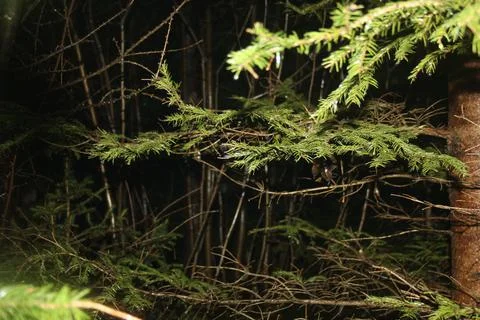 Austria. Night. Trees Stock Photos