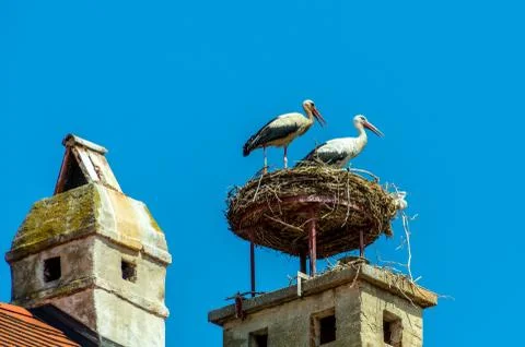 Austria, rust. nest of a stork Stock Photos