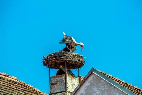 Austria, rust. nest of a stork Stock Photos