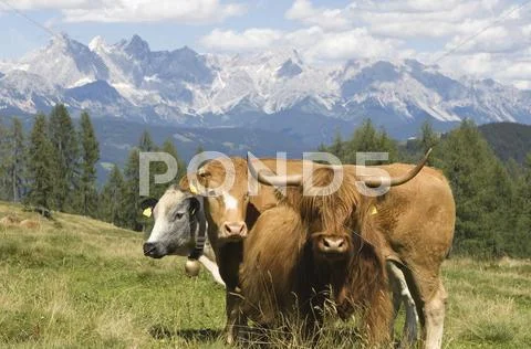 Austria, Salzburger Land, Cattle on pasture Stock Photos