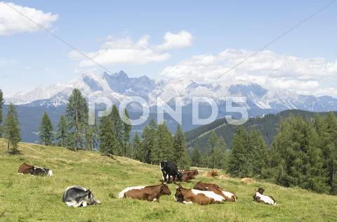 Austria, Salzburger Land, Cattle resting on mountain pasture Stock Photos